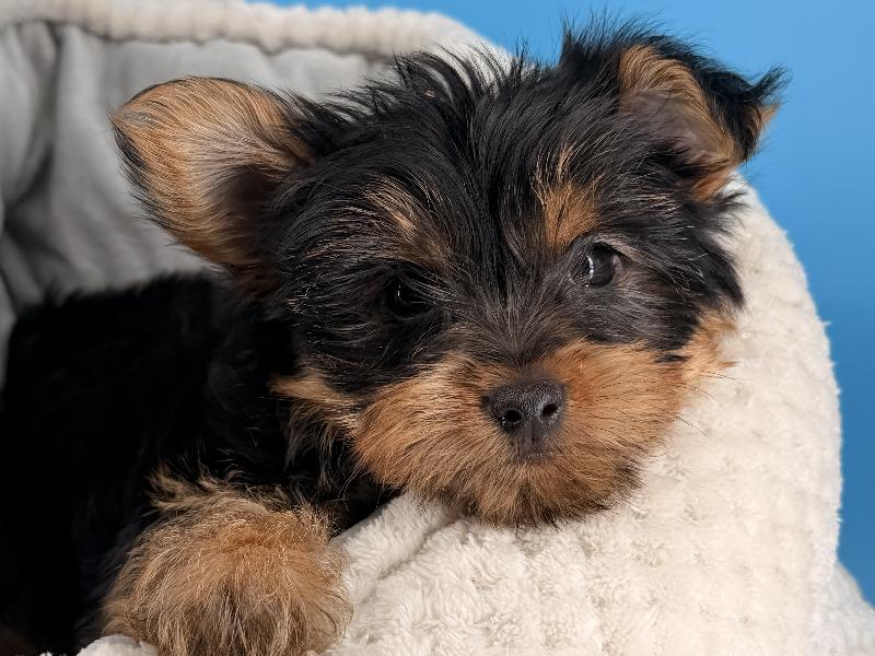 Danny, a Yorkie puppy