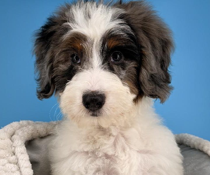 Diana, a Mini Bernedoodle puppy