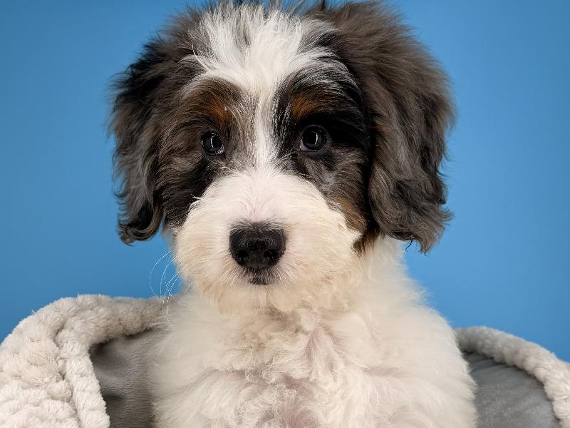 Diana, a Mini Bernedoodle puppy