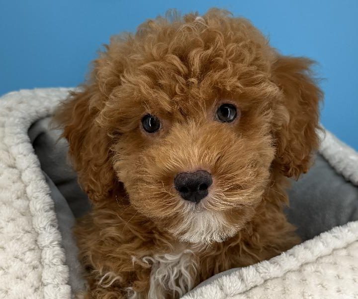 Dragon, a Poodle puppy