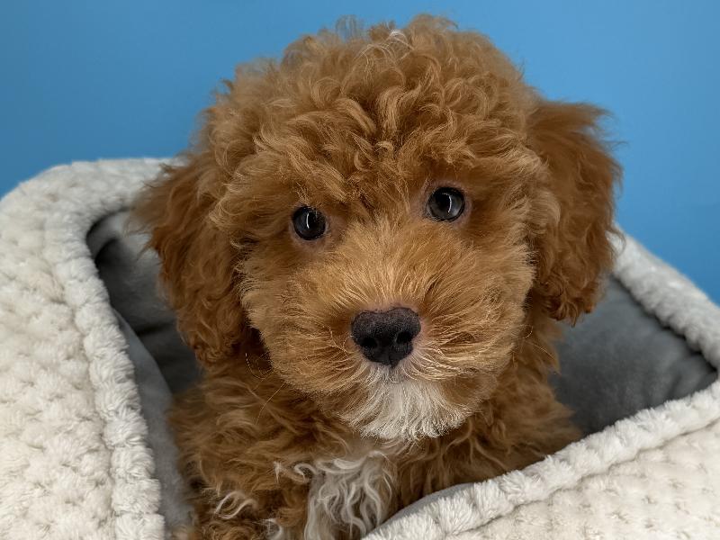 Dragon, a Poodle puppy