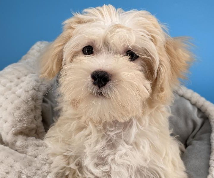 Ekko, a Maltipoo puppy