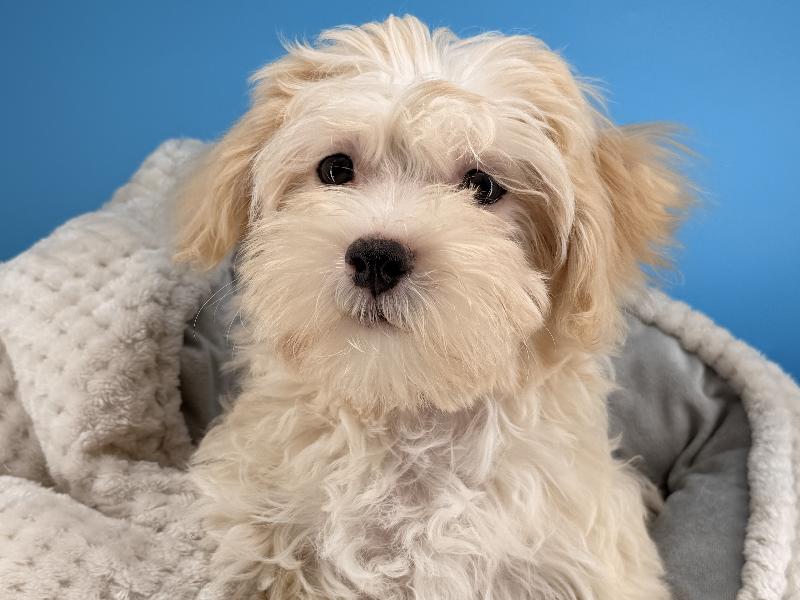 Ekko, a Maltipoo puppy