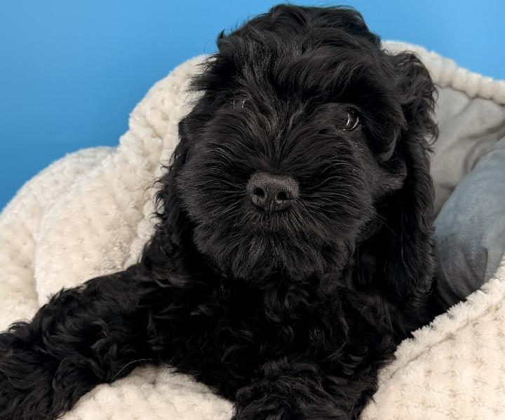 Enchantress, a Cockapoo puppy