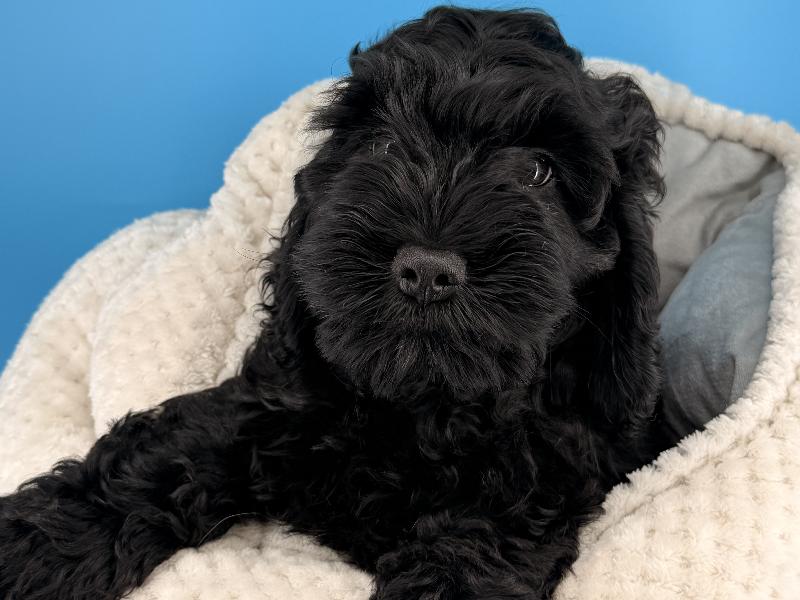 Enchantress, a Cockapoo puppy