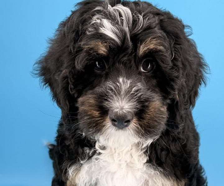 Fez, a Mini Bernedoodle puppy