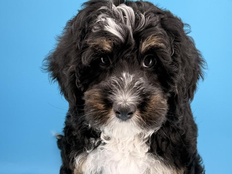 Fez, a Mini Bernedoodle puppy