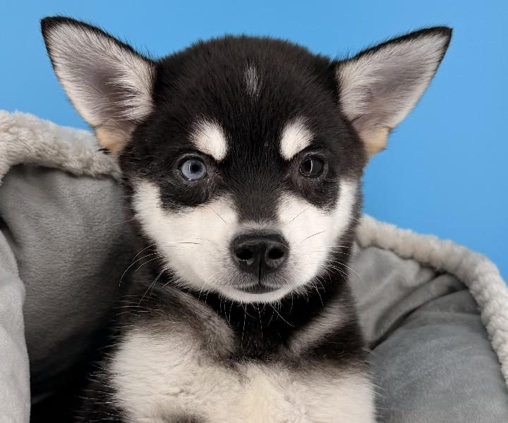 Flash, a Alaskan Klee Kai puppy