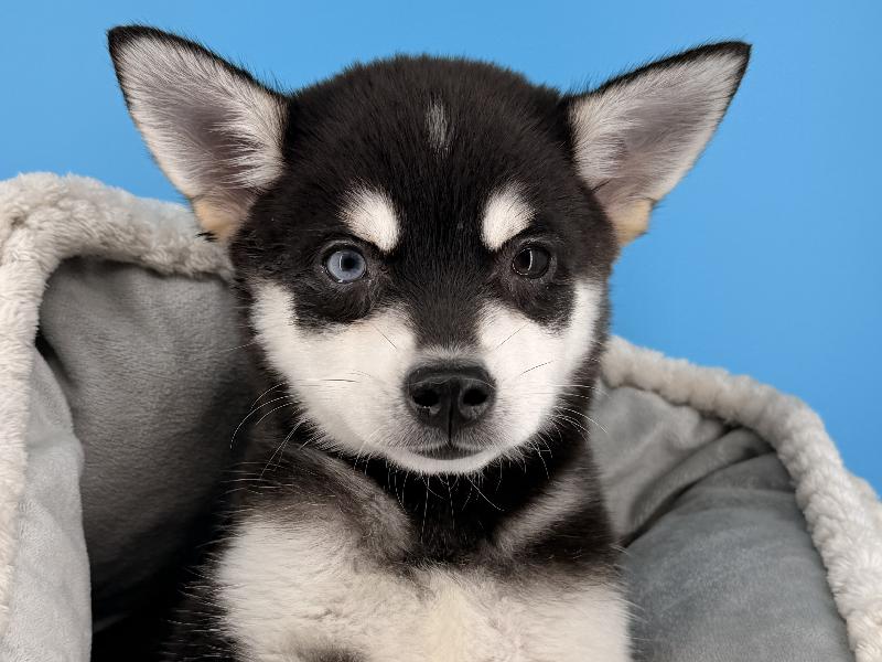 Flash, a Alaskan Klee Kai puppy
