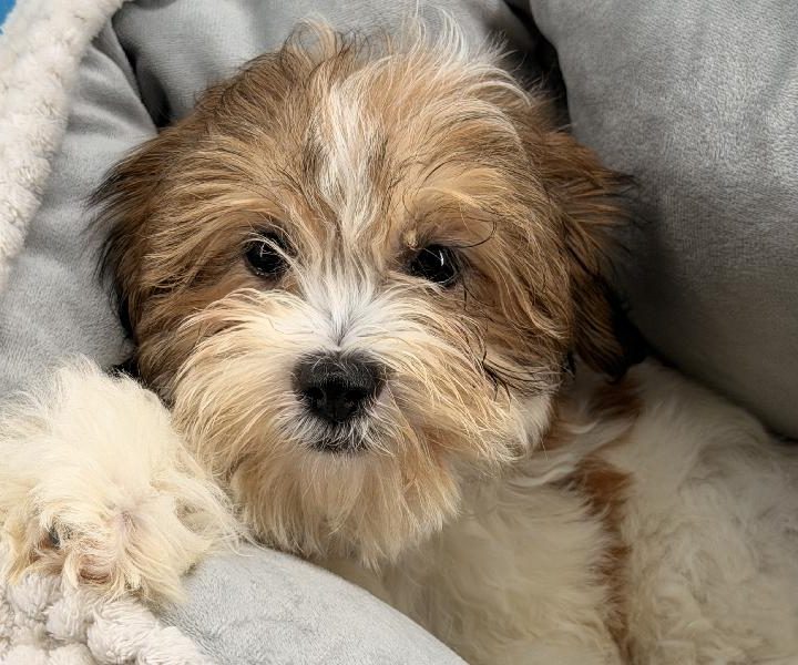 Foxie, a Teddy Bear puppy