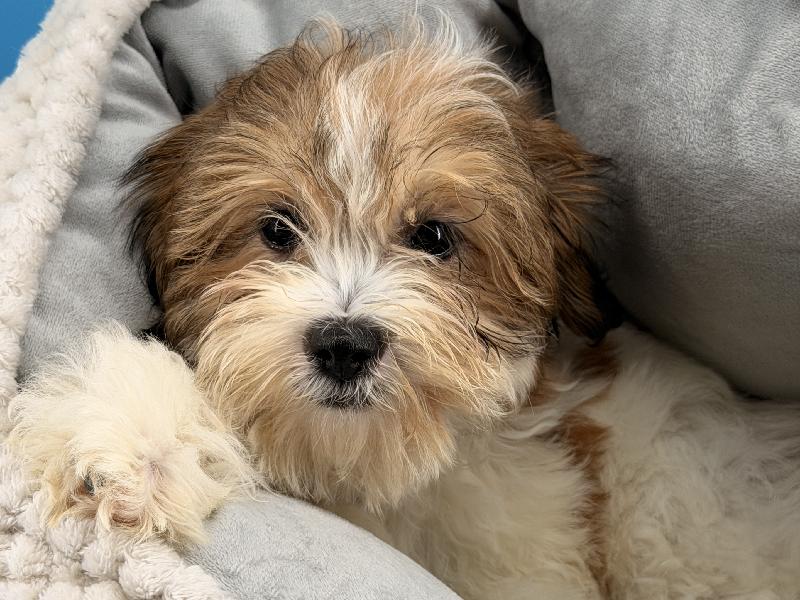 Foxie, a Teddy Bear puppy