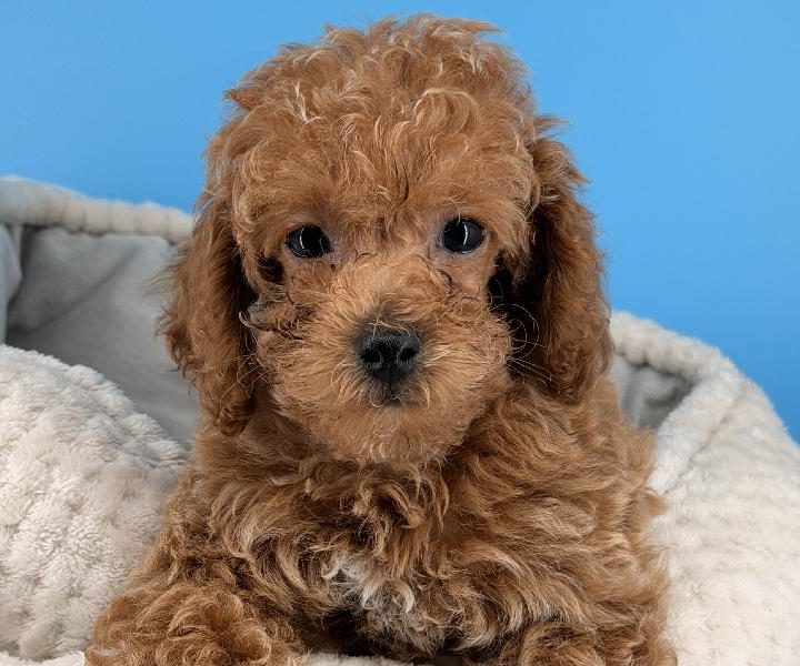 Gambit, a Poodle puppy
