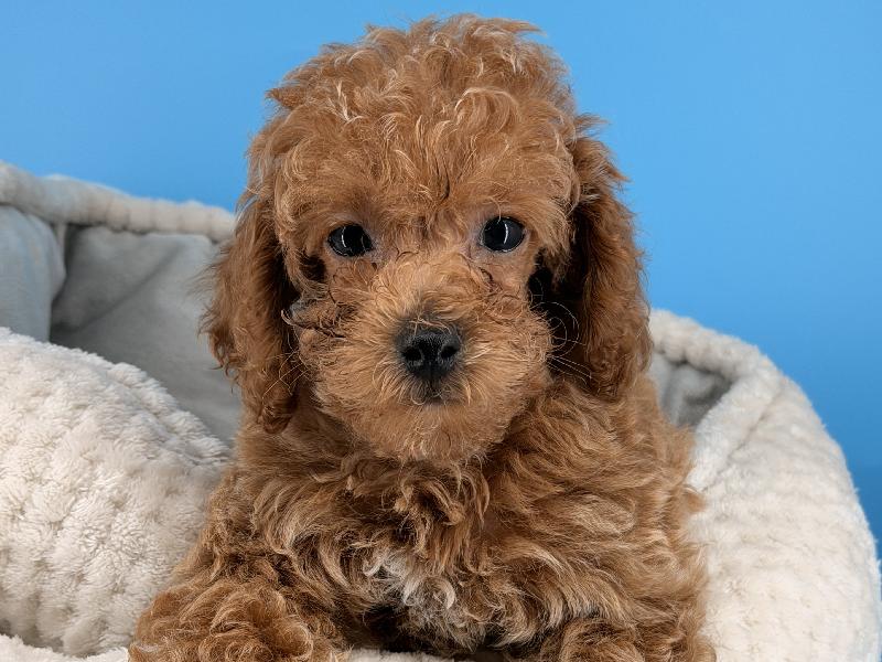 Gambit, a Poodle puppy
