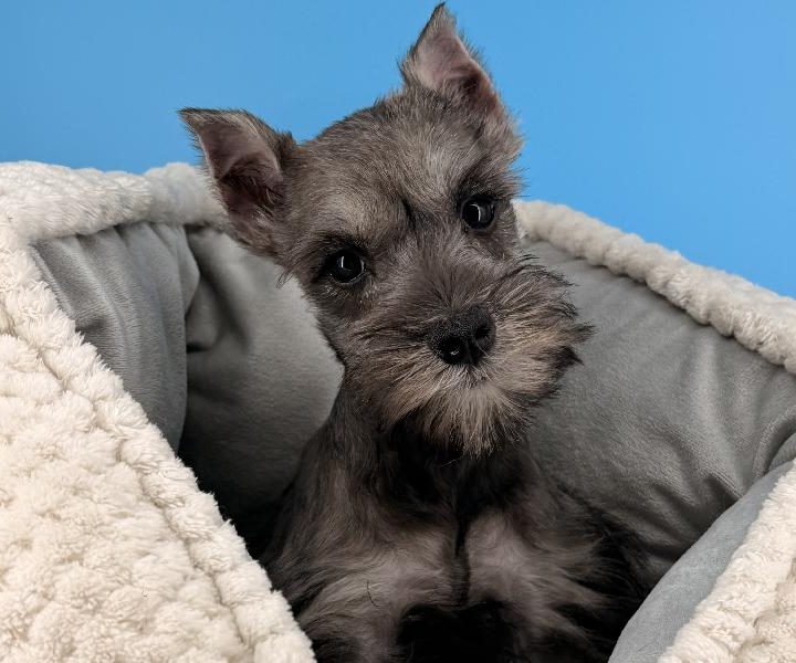 Gamora, a Mini Schnauzer puppy