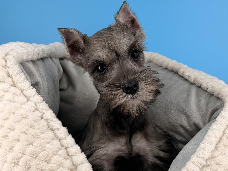 Gamora, a Mini Schnauzer puppy