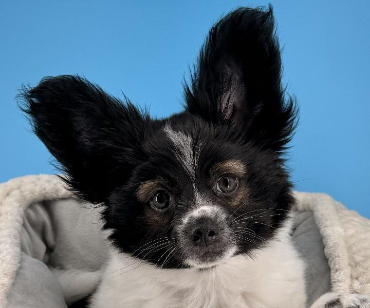 Groot, a Papillon puppy