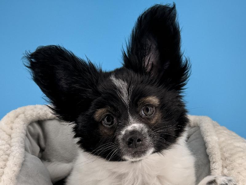 Groot, a Papillon puppy