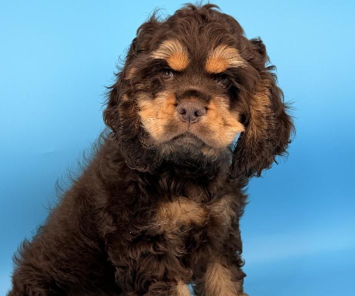 Hank, a Cocker Spaniel puppy