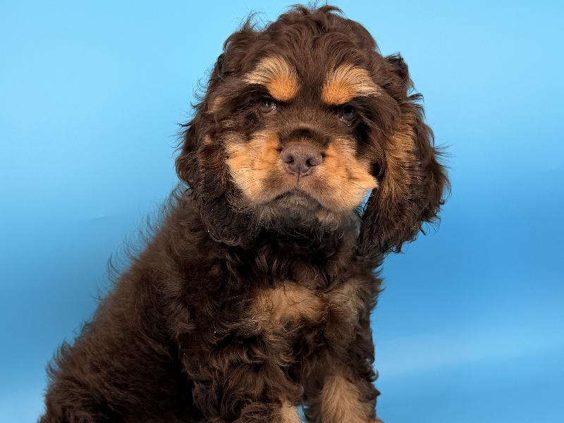 Hank, a Cocker Spaniel puppy