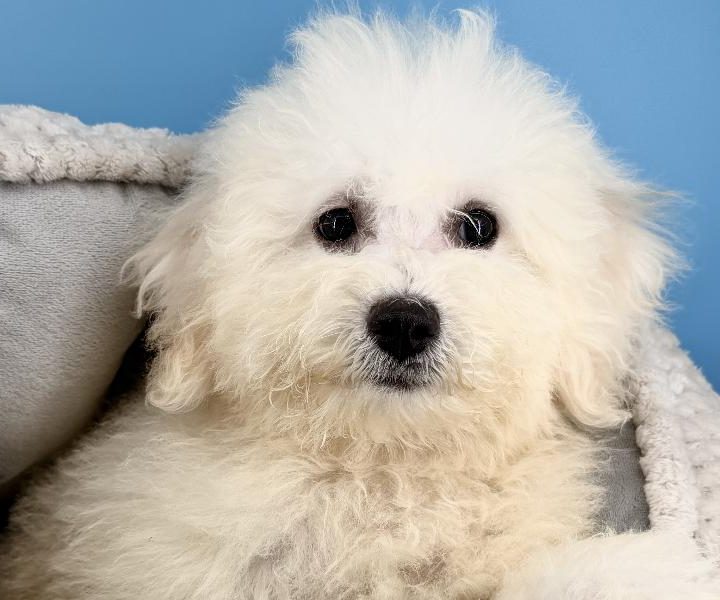 Ivy, a Bichonpoo puppy