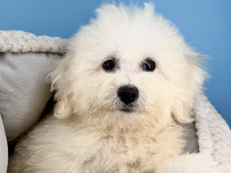 Ivy, a Bichonpoo puppy