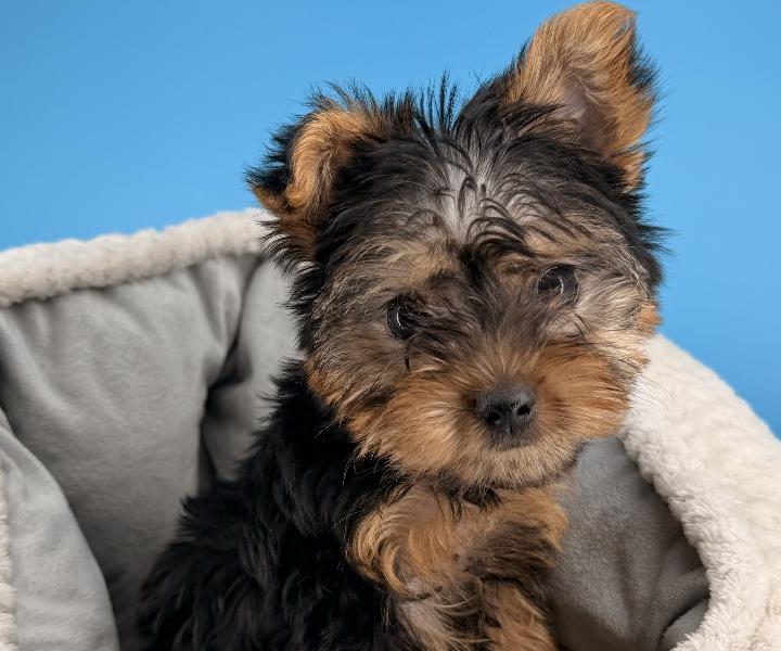 Jean, a Yorkie puppy