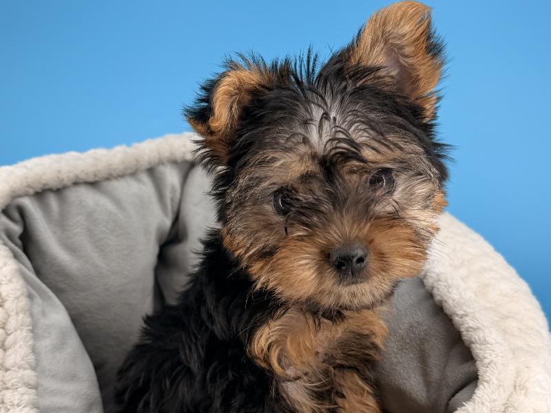 Jean, a Yorkie puppy
