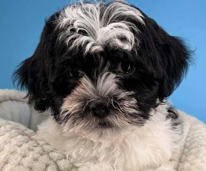 Kino, a Havanese puppy