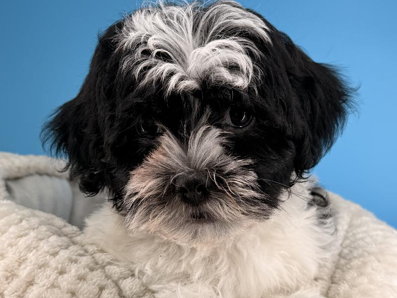Kino, a Havanese puppy