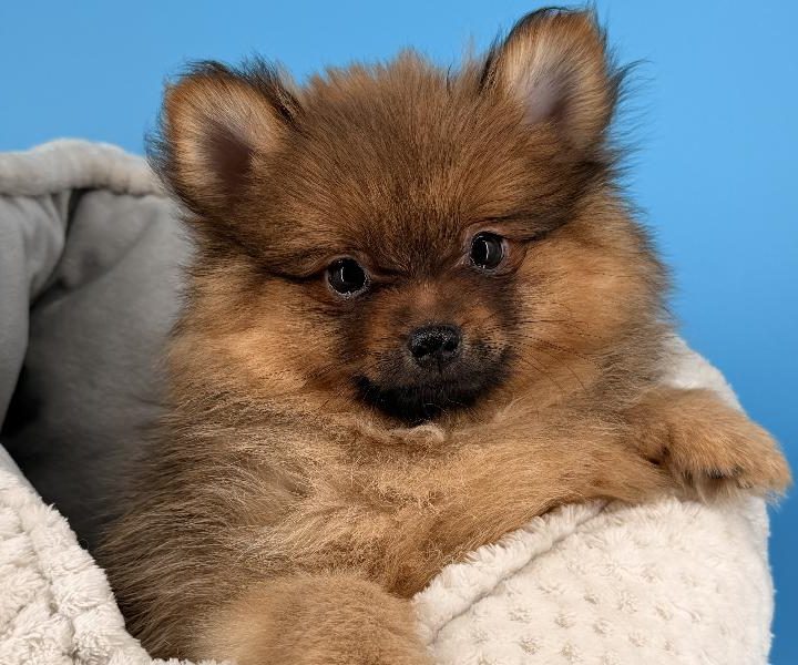 Loki, a Pomeranian puppy