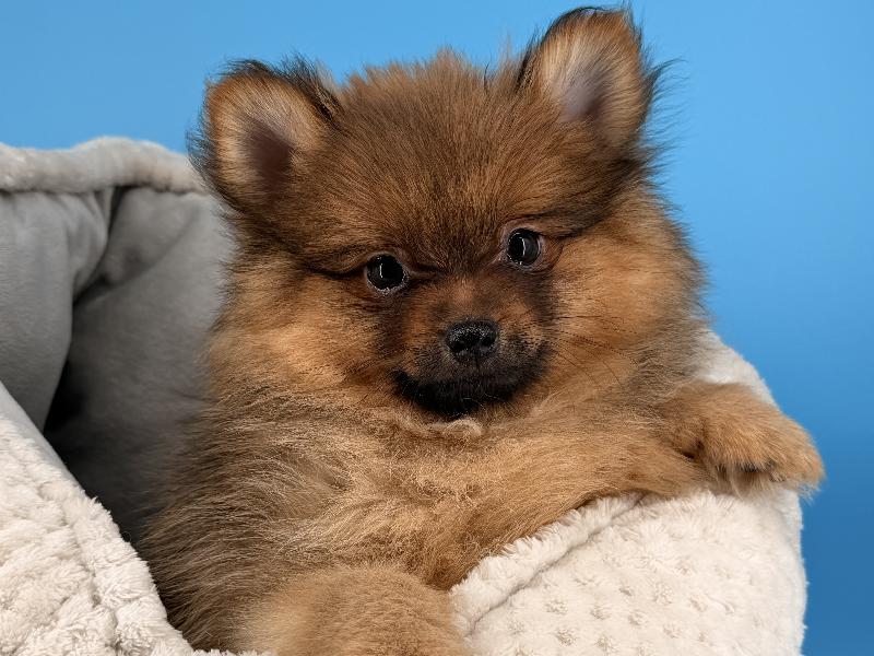Loki, a Pomeranian puppy