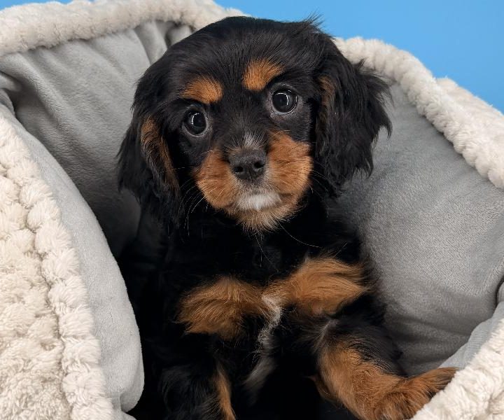 Mantis, a Cavalier King Charles Spaniel puppy