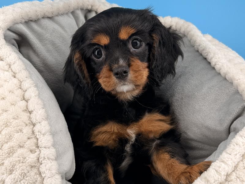 Mantis, a Cavalier King Charles Spaniel puppy