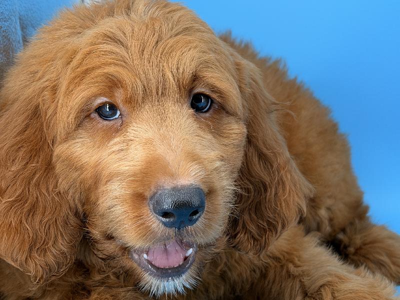Marshall, a Mini Goldendoodle puppy