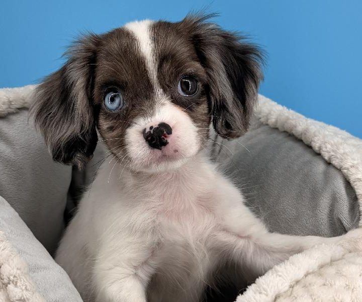 Mary, a Cavapoo puppy