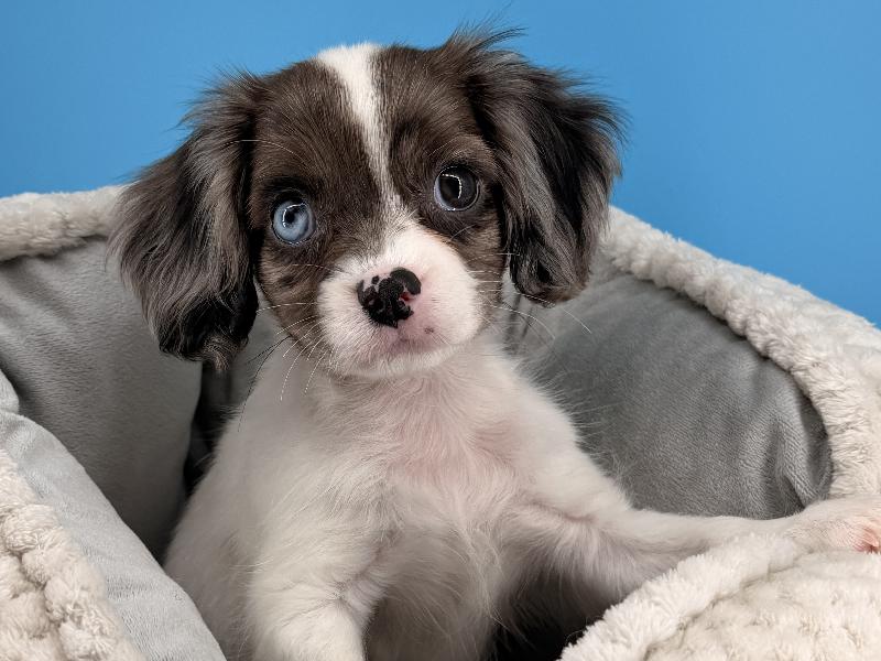 Mary, a Cavapoo puppy