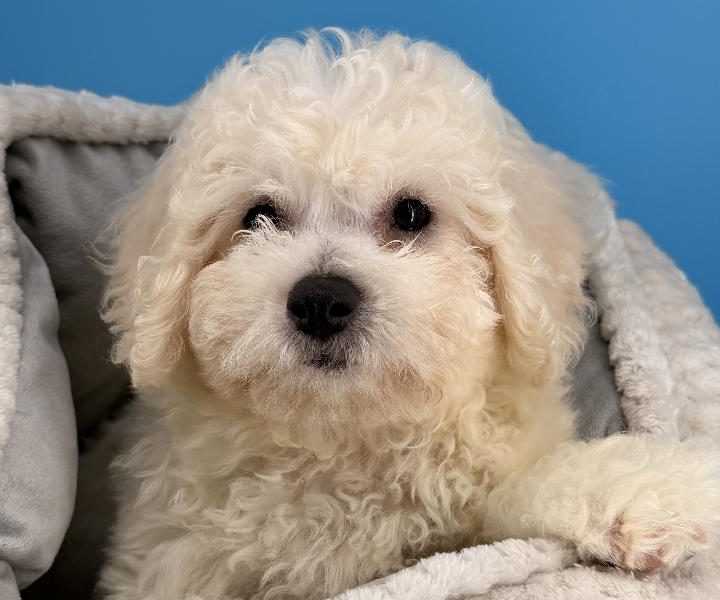 Medusa, a Bichon puppy