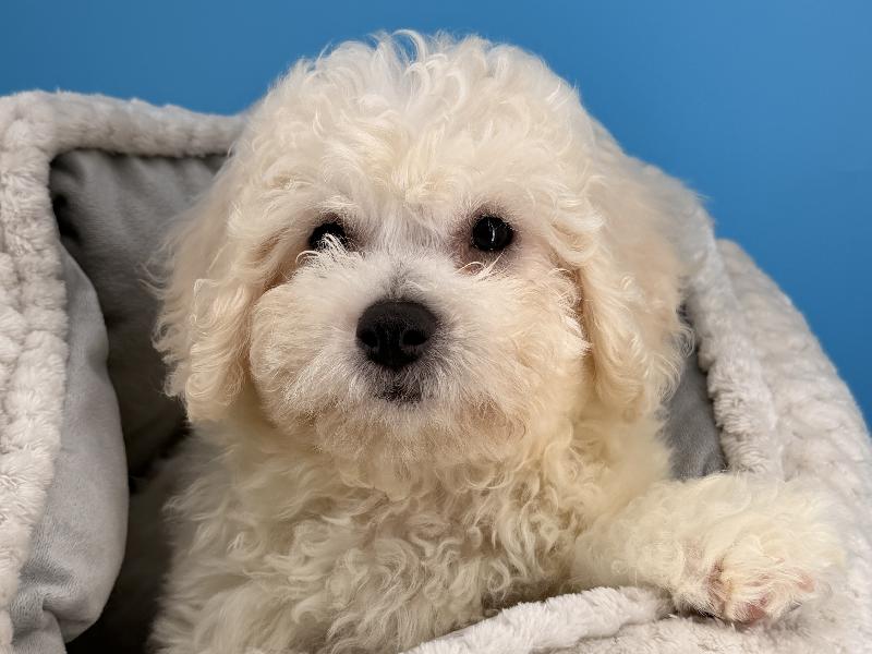 Medusa, a Bichon puppy