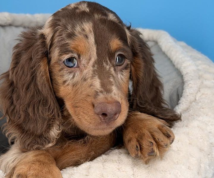 Miles, a Dachshund puppy