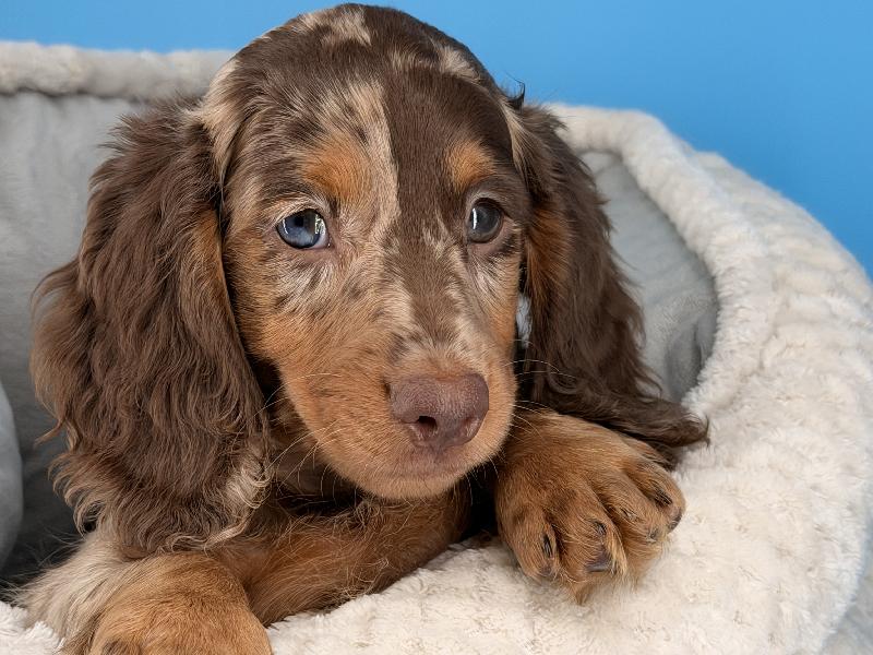 Miles, a Dachshund puppy