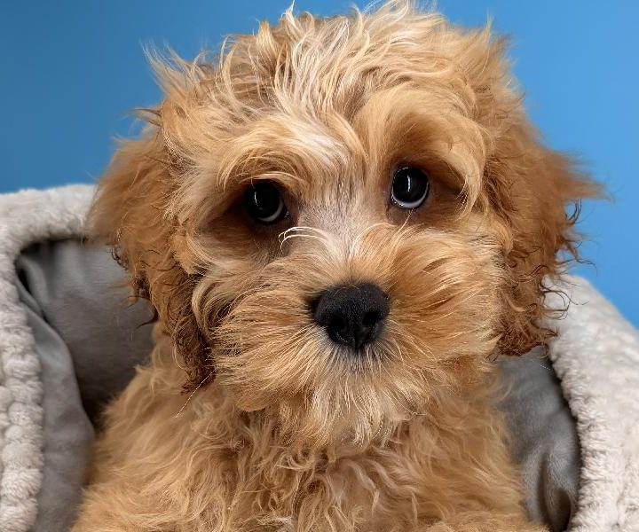 Mylo, a Cockapoo puppy