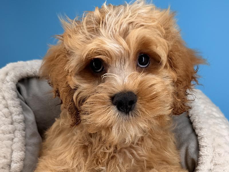 Mylo, a Cockapoo puppy