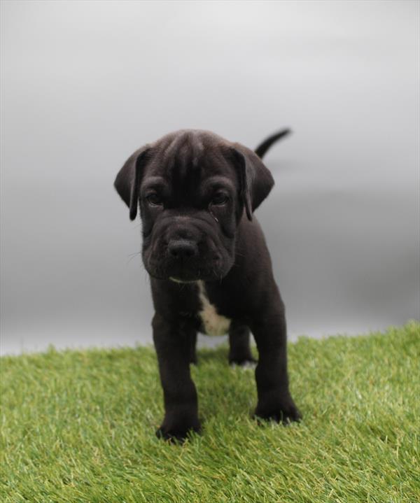 Naveen, a Mini Hippo puppy