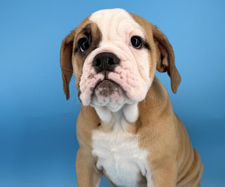 Nebula, a Victorian Bulldog puppy