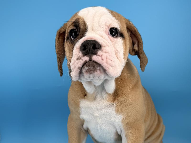 Nebula, a Victorian Bulldog puppy