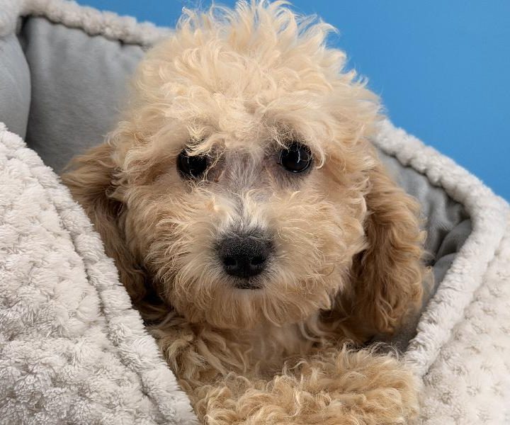 Noah, a Bichonpoo puppy