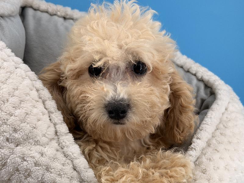 Noah, a Bichonpoo puppy