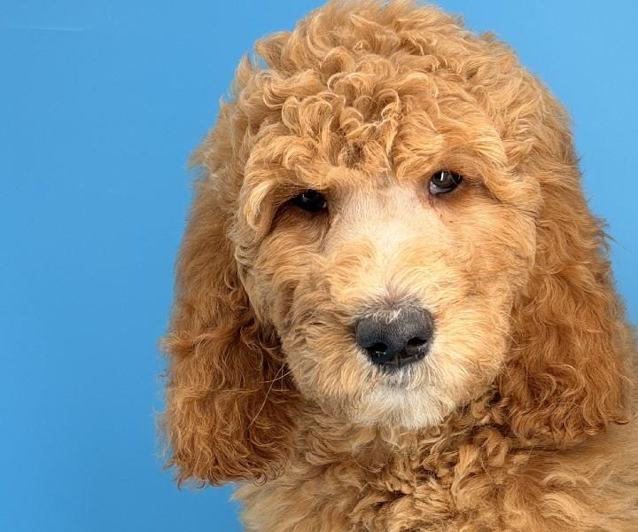 Ophelia, a Goldendoodle 2nd Gen puppy