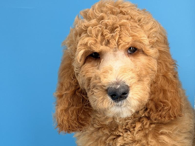 Ophelia, a Goldendoodle (2nd Gen) puppy