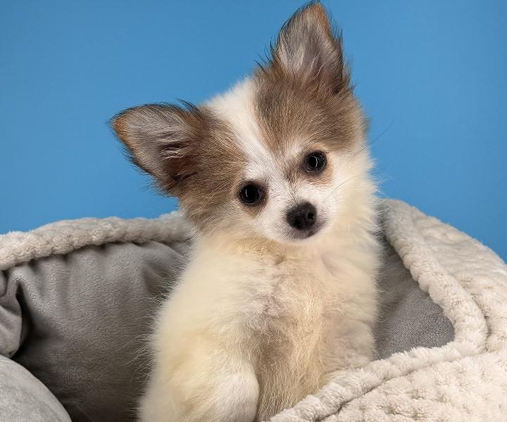 Peggy, a Chihuahua puppy